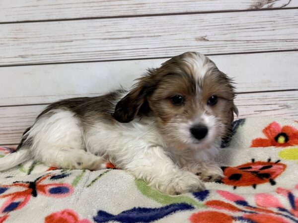 Shiweenie DOG Male Gold / White 20970 Petland Batavia, Illinois