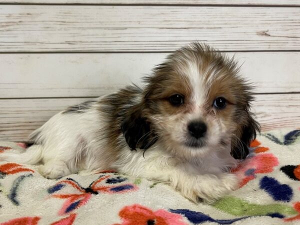 Shiweenie-DOG-Female-Gold / White-20971-Petland Batavia, Illinois