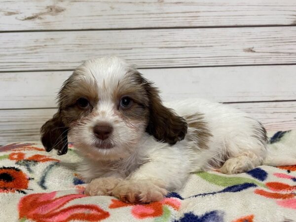 Shiweenie-DOG-Male-Gold / White-20969-Petland Batavia, Illinois