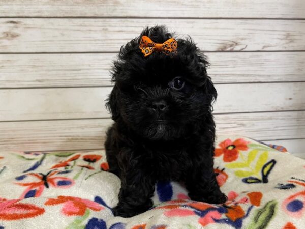 Pekeapoo DOG Female Black 20967 Petland Batavia, Illinois