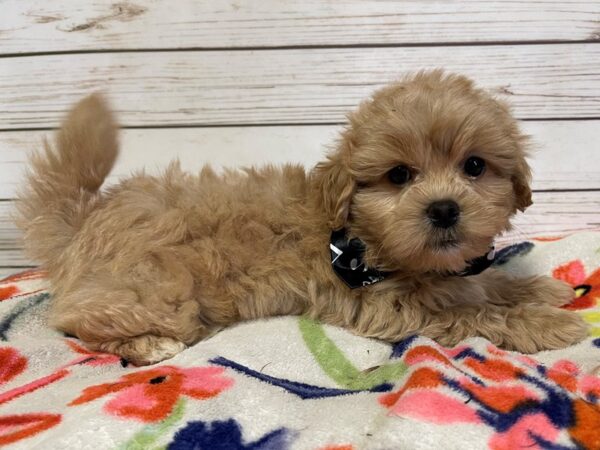 Peke-A-Poo DOG Male Apricot 20968 Petland Batavia, Illinois