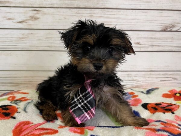 Yorkshire Terrier DOG Male Black / Tan 20966 Petland Batavia, Illinois