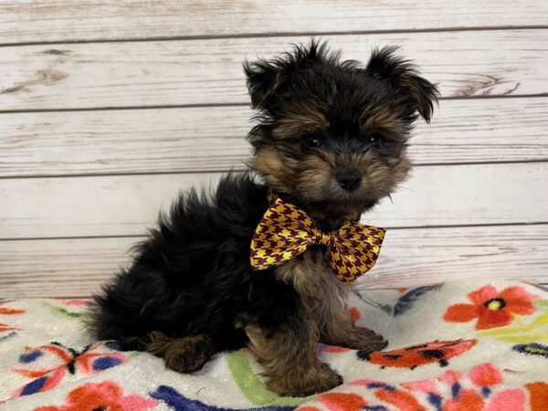 Yorkshire Terrier-DOG-Male-Black / Tan-20965-Petland Batavia, Illinois