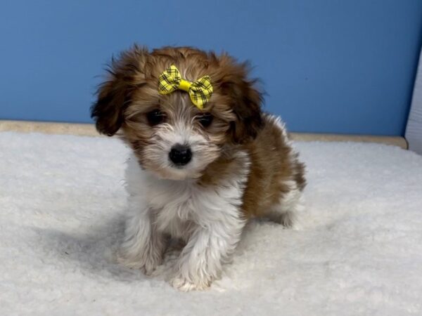 Doxie-Poo-DOG-Female-Fawn/Cream-20696-Petland Batavia, Illinois