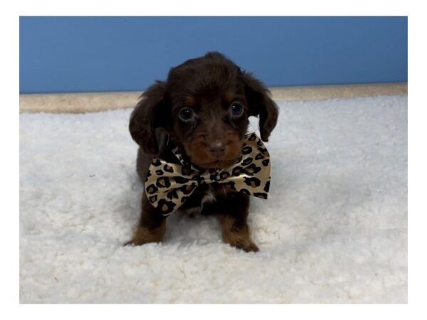 Dachshund DOG Male Chocolate & Tan 20706 Petland Batavia, Illinois