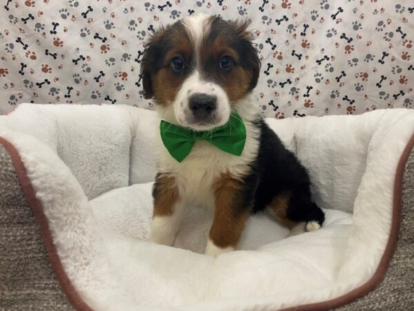 English Shepherd DOG Male Tri-Colored 12805 Petland Batavia, Illinois