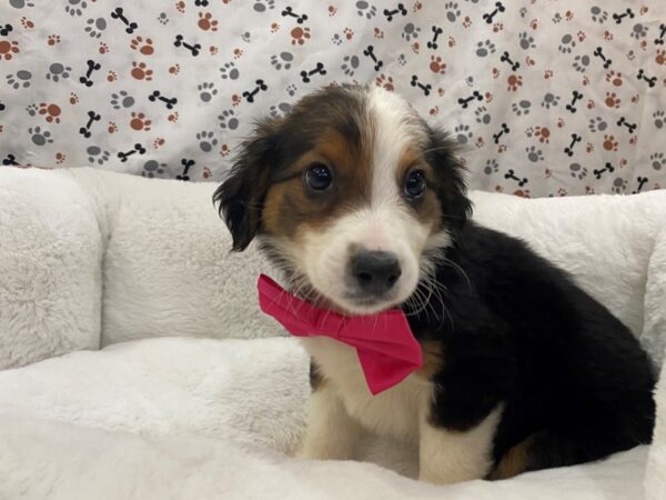 English Shepherd DOG Female Tri-Colored 12806 Petland Batavia, Illinois