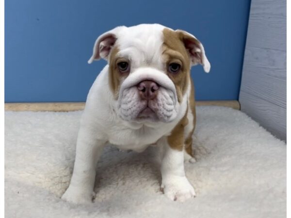 English Bulldog DOG Female Chocolate Fawn Piebald 20675 Petland Batavia, Illinois