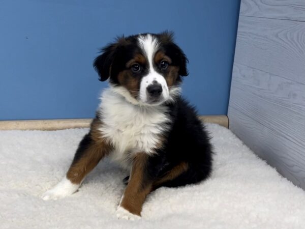 English Shepherd DOG Male Tri-Colored 20689 Petland Batavia, Illinois