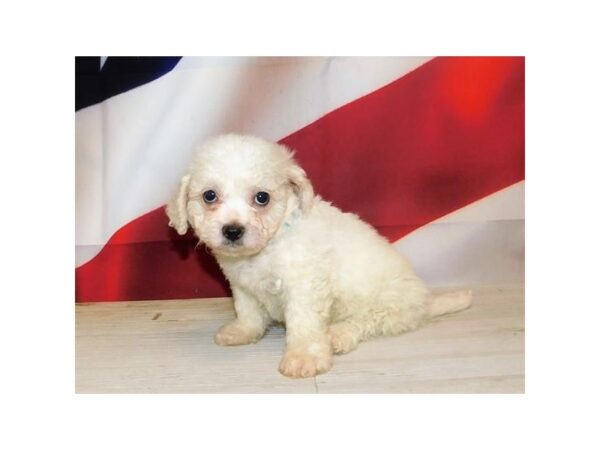 Teddy Bear DOG Female Cream 20985 Petland Batavia, Illinois