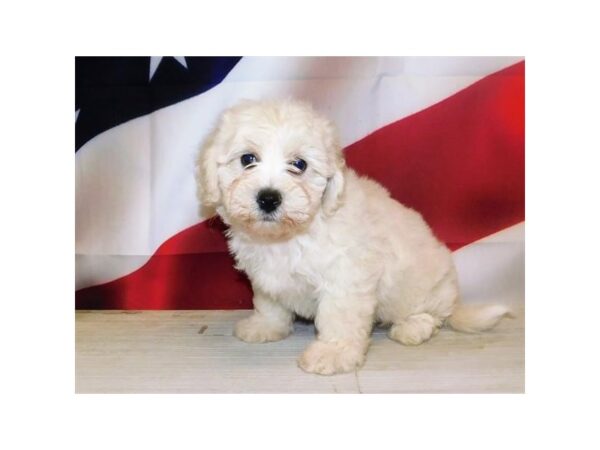 La-Chon DOG Male Cream 12813 Petland Batavia, Illinois