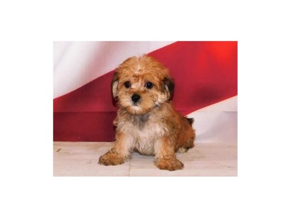 Morkie DOG Male Gold 20710 Petland Batavia, Illinois