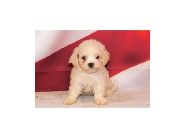 Teddy Bear-DOG-Female-Cream-20709-Petland Batavia, Illinois