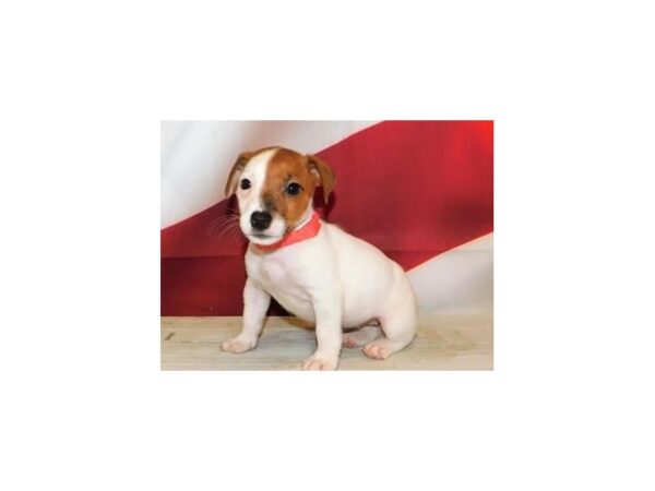 Jack Russell Terrier DOG Female Red / White 20707 Petland Batavia, Illinois