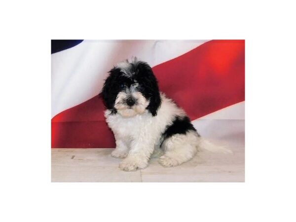 Havachon-DOG-Female-Black / White-20708-Petland Batavia, Illinois