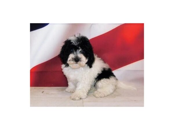 Havachon DOG Female Black / White 20708 Petland Batavia, Illinois