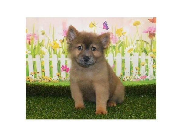 Chow Chow DOG Female Blue Fawn 20979 Petland Batavia, Illinois