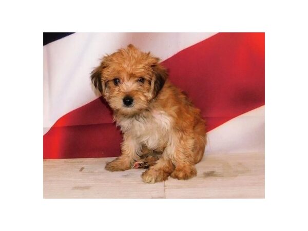 Morkie DOG Male Gold 20988 Petland Batavia, Illinois