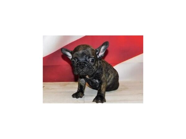 French Bulldog-DOG-Male-Black Brindle-20981-Petland Batavia, Illinois
