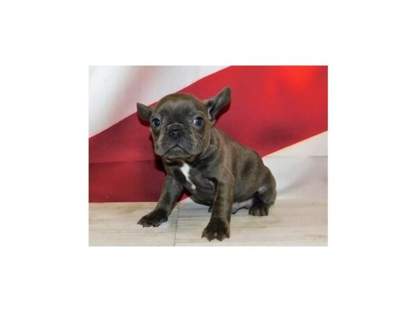 French Bulldog DOG Male Blue Brindle 20980 Petland Batavia, Illinois