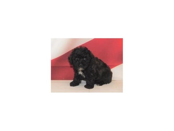 Poodle Mini-DOG-Male-Black-20982-Petland Batavia, Illinois