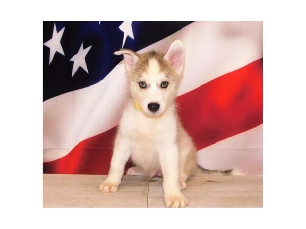 Siberian Husky-DOG-Male-Gray / White-20983-Petland Batavia, Illinois