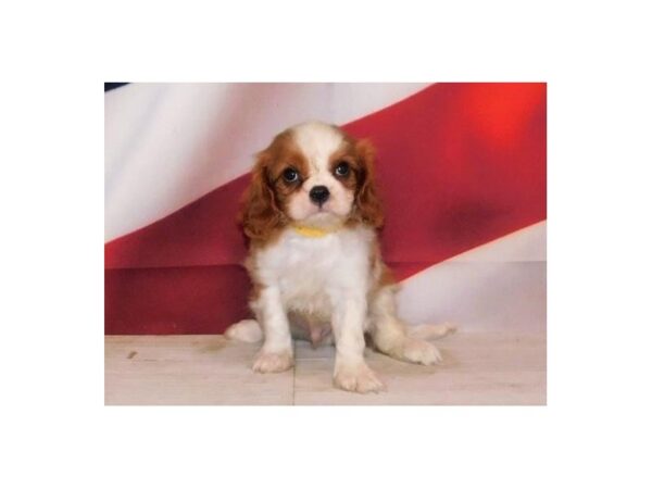 Cavalier King Charles Spaniel DOG Male Blenheim 12808 Petland Batavia, Illinois
