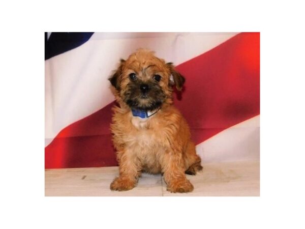 Morkie-DOG-Female-Gold-12814-Petland Batavia, Illinois