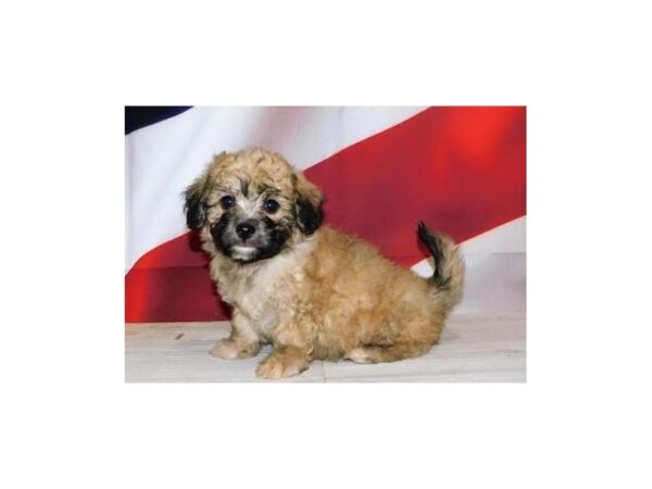 Teddy Bear DOG Male Gold 12811 Petland Batavia, Illinois