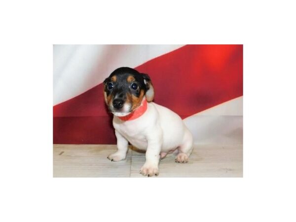 Jack Russell Terrier DOG Male Black White / Tan 12810 Petland Batavia, Illinois