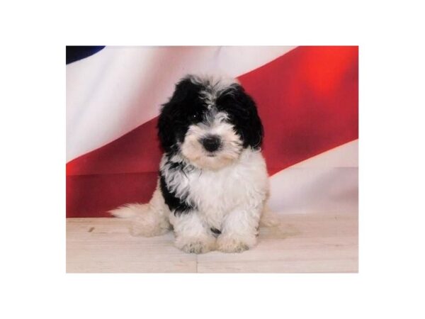 Havachon DOG Female Black / White 12812 Petland Batavia, Illinois