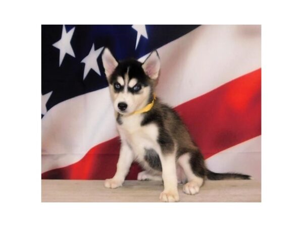 Siberian Husky-DOG-Female-Black / White-12809-Petland Batavia, Illinois