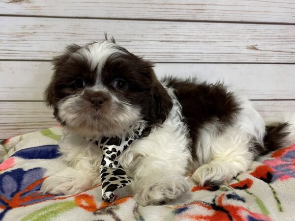 Shih Tzu-DOG-Male-Chocolate and White-20990-Petland Batavia, Illinois