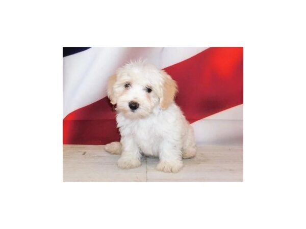 Havachon DOG Male Cream 20986 Petland Batavia, Illinois