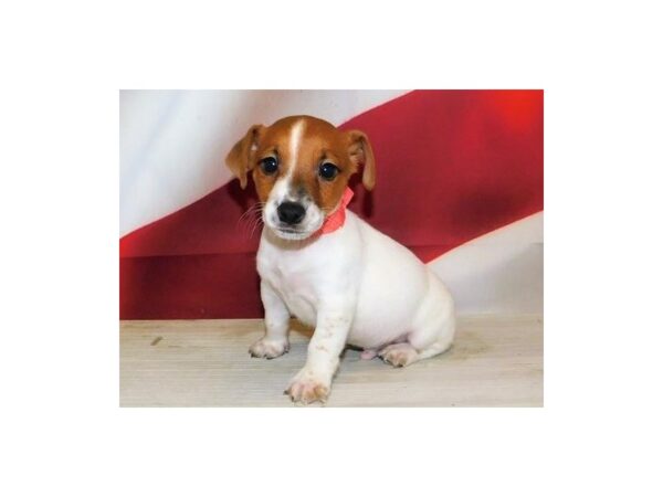 Jack Russell Terrier-DOG-Male-Red / White-20984-Petland Batavia, Illinois