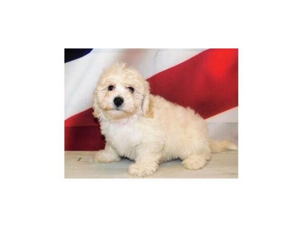 La-Chon-DOG-Male-Cream-20987-Petland Batavia, Illinois