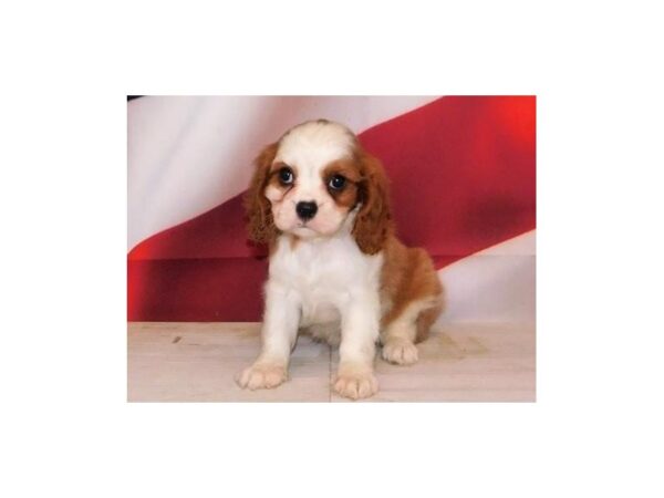 Cavalier King Charles Spaniel DOG Female Blenheim 20978 Petland Batavia, Illinois