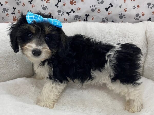 Doxie-Poo-DOG-Female-Black / White-12804-Petland Batavia, Illinois