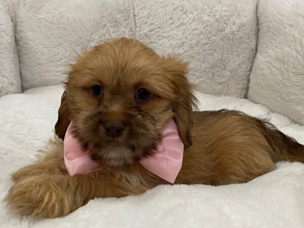 Shiweenie-DOG-Female-Fawn-12802-Petland Batavia, Illinois