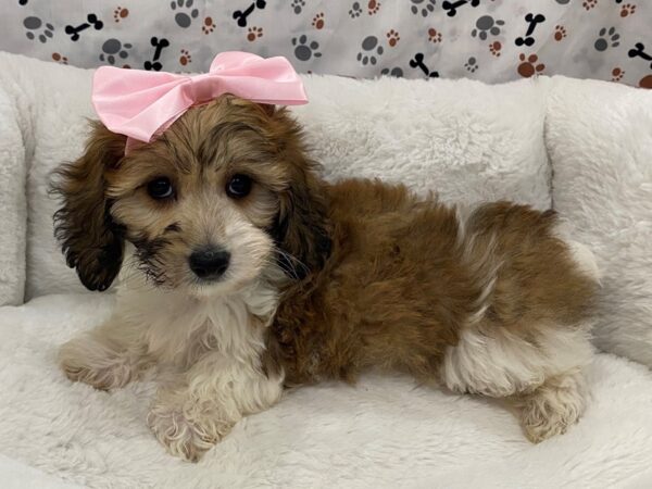 Doxie-Poo-DOG-Female-Fawn (Isabella) / Cream-12803-Petland Batavia, Illinois