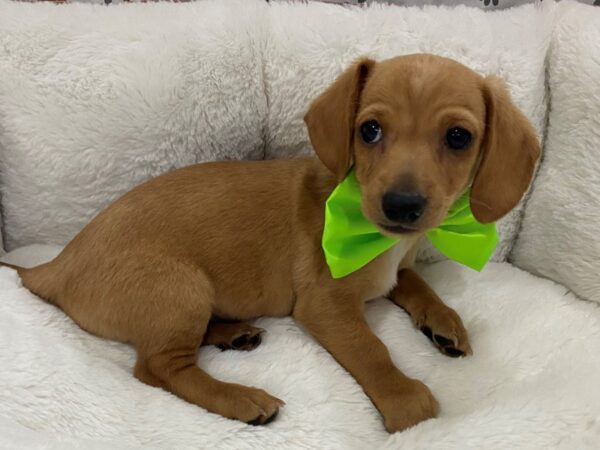 Dachshund DOG Male Red 12807 Petland Batavia, Illinois