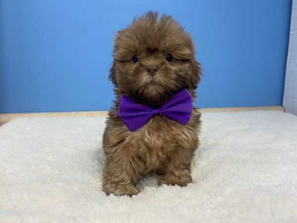 Shih Tzu DOG Male Chocolate 20712 Petland Batavia, Illinois