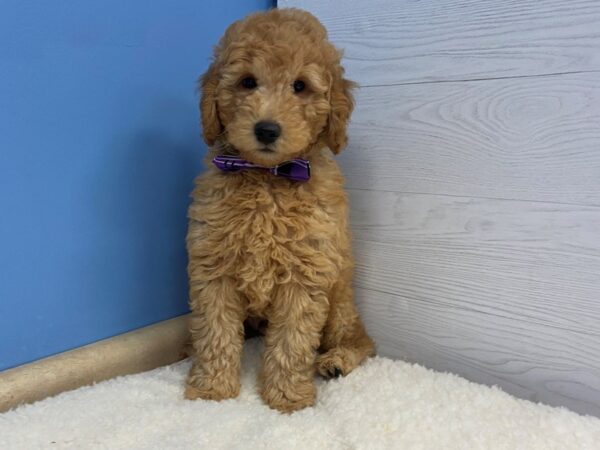 Goldendoodle 2nd Generation-DOG-Male-Golden-20714-Petland Batavia, Illinois