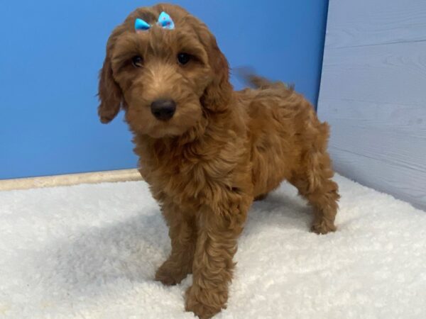Goldendoodle 2nd Generation-DOG-Female-Golden-20717-Petland Batavia, Illinois