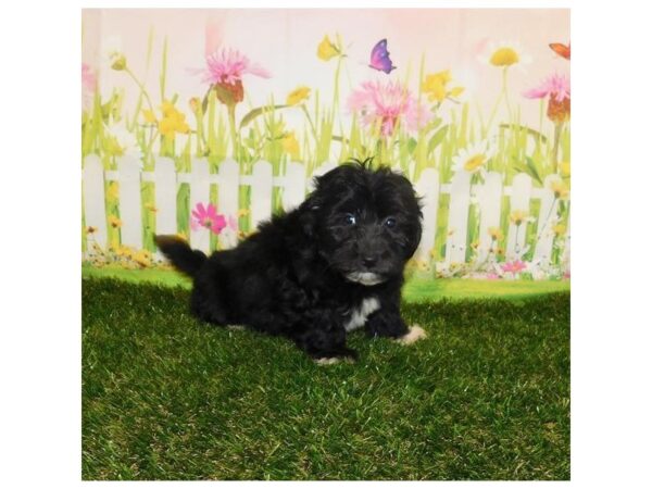 Havapoo DOG Male Black 21002 Petland Batavia, Illinois