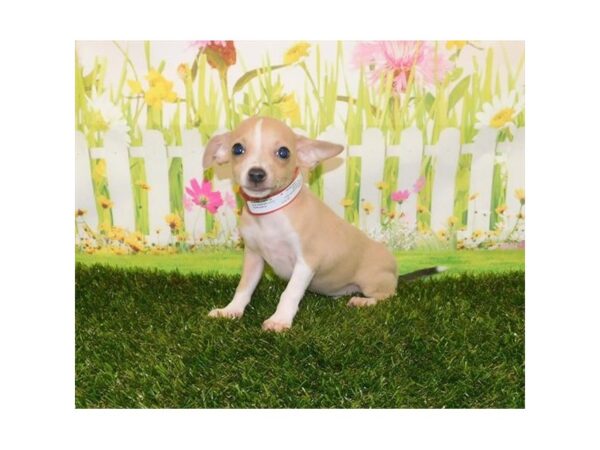 Chihuahua DOG Male Fawn 20995 Petland Batavia, Illinois
