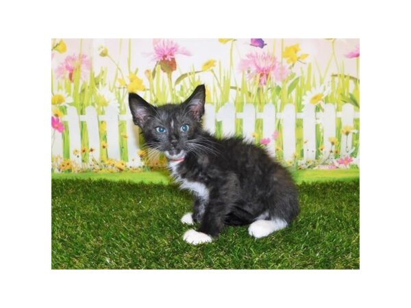 Domestic Cat-CAT-Male-Black-12822-Petland Batavia, Illinois