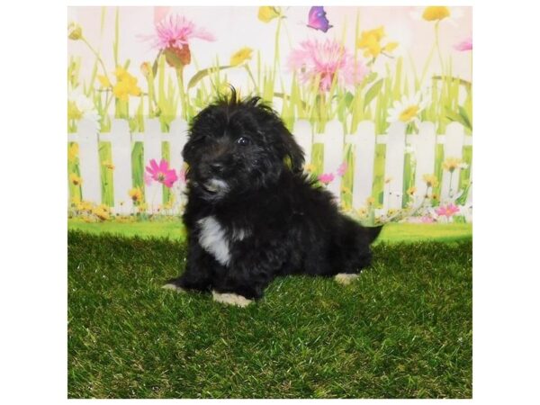 Havapoo-DOG-Male-Black-12824-Petland Batavia, Illinois