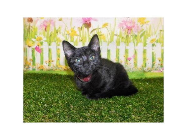 Domestic Cat-CAT-Female-Black-12820-Petland Batavia, Illinois