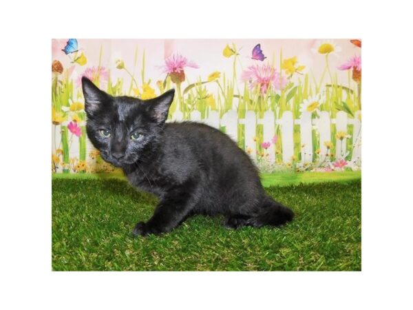 Domestic Cat CAT Male Black 12821 Petland Batavia, Illinois